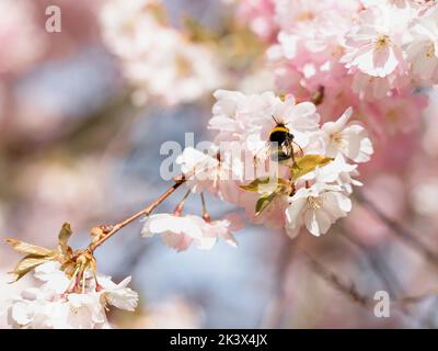 Bumblebee seduto sul ramo di ciliegio fiorito, sakura rosa chiaro in primavera, ciliegio giapponese Foto Stock