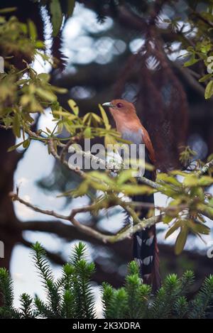 Piaya cayana, scoiattolo cucù, su un albero a Minas Gerais, Brasile. Foto Stock