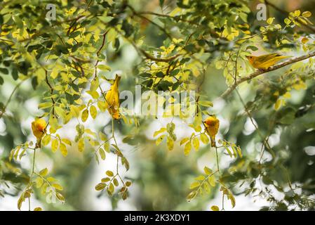 Sicalis flaveola, Saffron Finch, uccelli gialli su rami verdi a Minas Gerais, Brasile. Foto Stock
