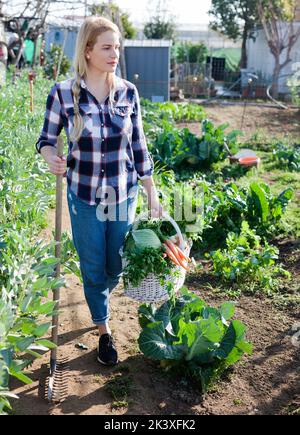 Giovane donna professionista giardiniere che tiene cestino con raccolto Foto Stock