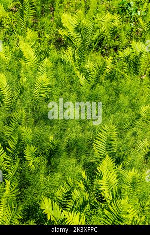 Felci di struzzo e felci di Horsetail; The Hanging Garden; Liard River Hot Springs; Liard River Provincial Park; British Columbia; Canada Foto Stock