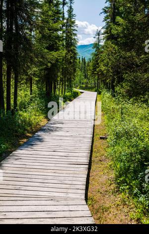 Passeggiata lungo la foresta; sorgenti termali di Liard River; Liard River Provincial Park; British Columbia; Canada Foto Stock