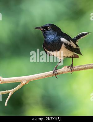 Vista frontale di un Magpie orientale Foto Stock