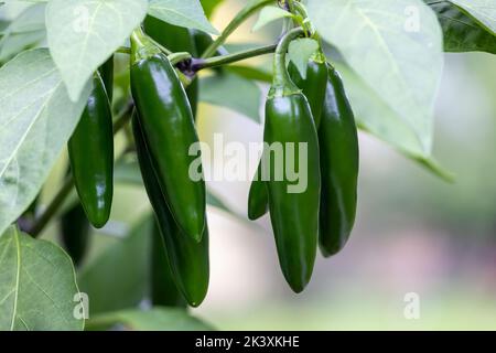 Peperoni Jalapeno che crescono su una pianta. Foto Stock