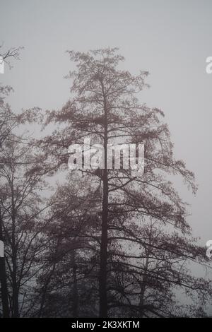 la mattina di misty sta coprendo l'orizzonte e soltanto alcuni alberi autunnali sono visibili nella nebbia pesante. Foto Stock