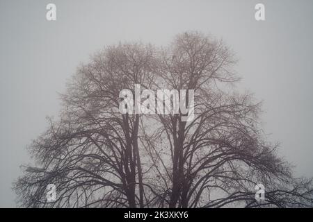 la mattina di misty sta coprendo l'orizzonte e soltanto alcuni alberi autunnali sono visibili nella nebbia pesante. Foto Stock