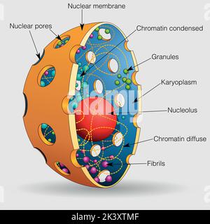 La figura mostra gli elementi del nucleo di una cellula umana con i loro nomi su uno sfondo grigio. Immagine vettoriale Illustrazione Vettoriale