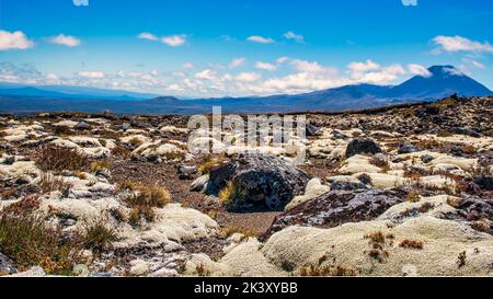 Incredibile pletora di piante alpine di tipo muschiato e lichene aggrappate alle rocce/lava nel terreno estremo in alto sull'altopiano centrale Foto Stock