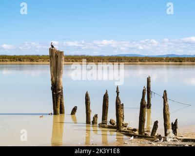 Vecchi posti del molo nel porto poco profondo fangoso e nella foresta di mangrovie su mud flats attraverso il canale. Foto Stock