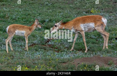 Una pronghorn femminile in piedi con il suo vitello sull'erba verde nel Parco Nazionale di Yellowstone Foto Stock