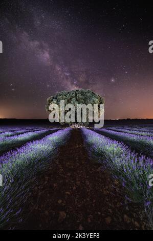 Un'affascinante scena notturna di erba viola con un albero sotto il cielo stellato vista, ripresa verticale Foto Stock