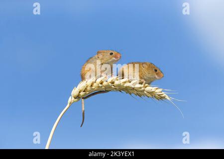 Raccogliere il topo Micromys minutus, 2 adulti in piedi sul gambo di grano, Suffolk, Inghilterra, settembre, condizioni controllate Foto Stock