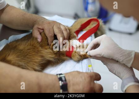 Veterinario dà vaccino a piccolo gatto o prende il sangue di prova dalla zampa Foto Stock
