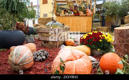 composizione autunnale esterna fatta di diversi tipi di zucche e fiori. thanksgiving, autunno, halloween concetto. Foto Stock