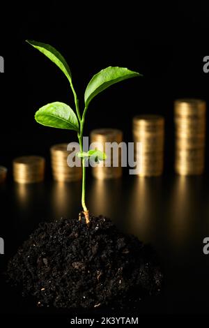 Germoglio verde nel terreno sullo sfondo di pile di monete Foto Stock