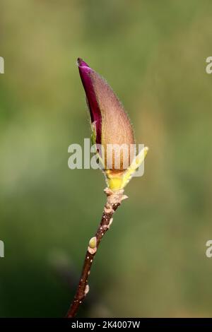 Parzialmente aperto Magnolia albero fiorito gemma di fiore peloso con petali viola appena visibile sulla parte superiore di singolo ramo dell'albero vicino alle piccole foglie verdi crescono Foto Stock