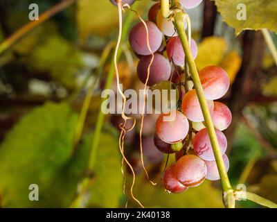 Un grappolo di uve viola non mature in un vigneto Foto Stock