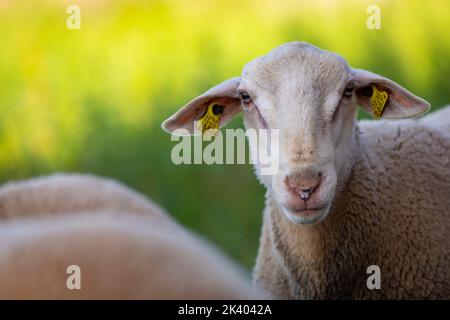 Giovane montone (Ovis aries) guardando la macchina fotografica con il cielo blu sullo sfondo Foto Stock