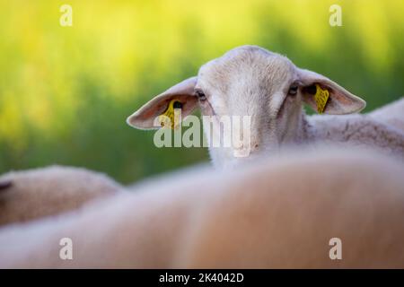 Giovane montone (Ovis aries) guardando la macchina fotografica con il cielo blu sullo sfondo Foto Stock