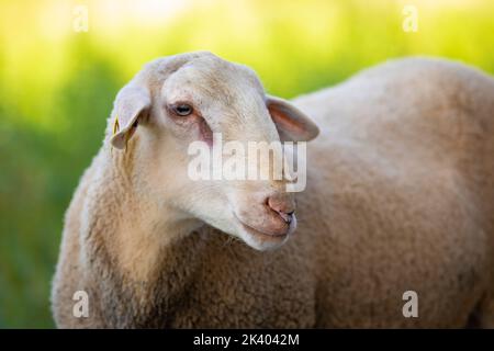 Giovane montone (Ovis aries) guardando la macchina fotografica con il cielo blu sullo sfondo Foto Stock