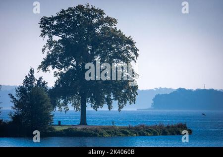 Schwerin, Germania. 29th Set, 2022. Un albero sorge sulla riva del lago Schwerin. Soleggiato ma con temperature fredde intorno a cinque gradi, il tempo autunnale nella Germania settentrionale si sta mostrando. Credit: Jens Büttner/dpa/Alamy Live News Foto Stock