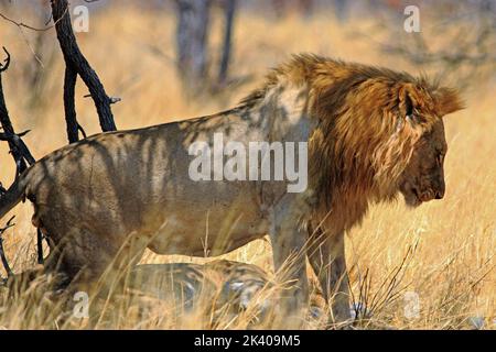 Bel Leone Male illuminato dalla luce naturale dorata del sole, Parco Nazionale di Etosha, Namibia Foto Stock