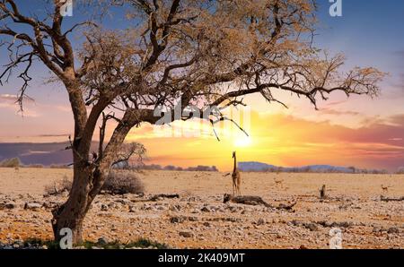 Una giraffa solica che cammina attraverso la Savannah Africana con un grande albero in primo piano - Parco Nazionale di Etosha, Namibia Foto Stock