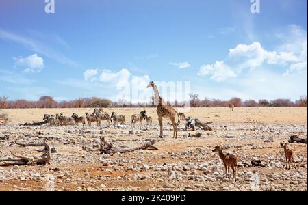 Pianure africane brulicanti di animali tra cui giraffa, zebraand kudu - Etosha National Park, Namibia - è visibile la foschia termica Foto Stock