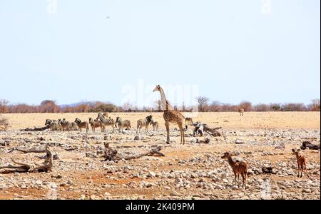 Pianure africane brulicanti di animali tra cui giraffa, zebraand kudu - Etosha National Park, Namibia - è visibile la foschia termica Foto Stock