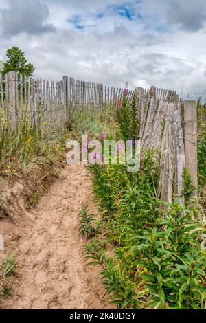 Percorso verso la spiaggia attraverso dune di sabbia ricoperte di erba al Broughty Ferry, sulla costa orientale della Scozia. Recintato per proteggere le dune. Foto Stock