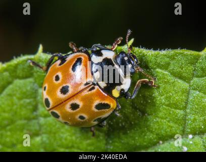 Ladybird con gli occhi, longa di Ladybird (Anatis ocellata), siede su una foglia, Germania Foto Stock