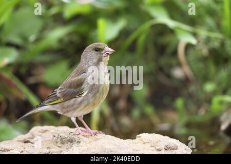 Verde occidentale (Carduelis chloris, Chloris chloris), femmina arroccato su una pietra, Spagna, Losa del Obispo Foto Stock