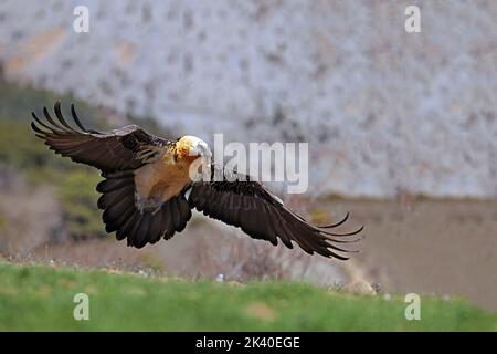 Lammergeier, avvoltoio in lacrime (Gypaetus barbatus), aduklt decolta dal terreno, Spagna, Katalonia, Solsona Foto Stock