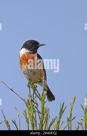 Stonechat comune (Saxicola rubicola, sassicola torquata rubicola), maschio arroccato su una scopa arbusto, Spagna, Estremadura, la Serena Foto Stock