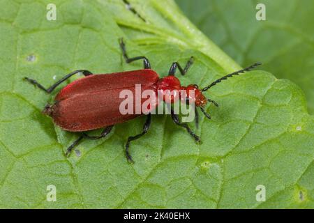 Il Cardinale Beetle, il Cardinale Beetles, a testa rossa, il cardinale Beetle (Pyrocrochroa serraticornis), siede su una foglia, in Germania Foto Stock