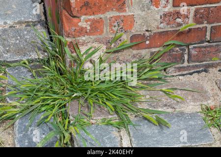 Erba in bottiglia, erba a setole verdi, coda di volpe verde (Setaria viridis), che cresce su un marciapiede, Germania Foto Stock