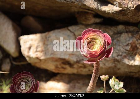 Pals Spagna luglio 2022 fiore testa di giallo rosso Aeonium Arboreum succulente di fronte alla formazione di pietra rustica in luce naturale del sole Foto Stock