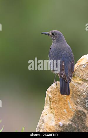 Blue rock thrush (Monticola solitarius), femmina che si arrocca su una roccia, Spagna, Losa del Obispo Foto Stock