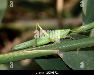 Grande testa di conea (Ruspolia nitidula, Conocephalus mandibularis, Homorocoryphus nitidulus), siede su una foglia, Germania Foto Stock