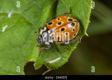 Ladybird con gli occhi, longa di Ladybird (Anatis ocellata), siede su una foglia, Germania Foto Stock