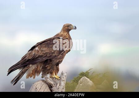 Aquila reale (Aquila chrysaetos), sorge su un albero morto nella catena montuosa della Sierra Espuna, Spagna, Murcia Foto Stock