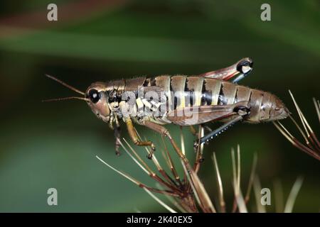 Bruno cavalletta di montagna (Podisma pedestris), maschio, Germania Foto Stock