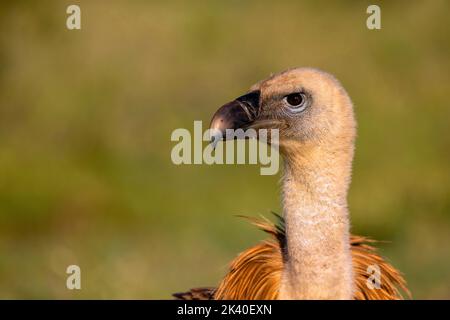 avvoltoio griffon (Gyps fulvus), ritratto di un giovane, Spagna, Katalonia, Salorino, Sierra de San Pedro Foto Stock