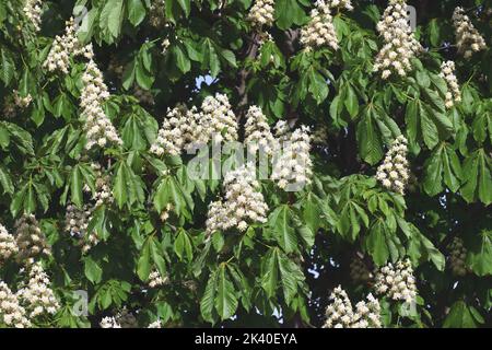Castagno di cavallo comune (Aesculus hippocastanum), ramo fiorito, Spagna Foto Stock