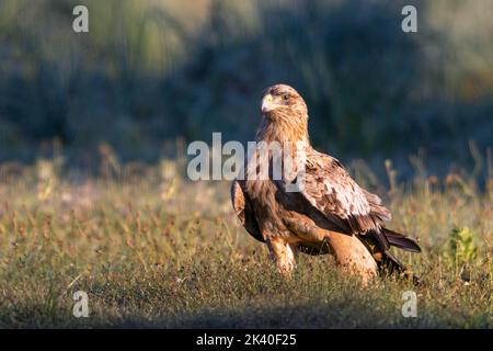 Aquila imperiale spagnola, aquila imperiale iberica, aquila di Adalberto (Aquila adalberti), passeggiate giovanili in un prato, Spagna, Estremadura, Sierra de San Foto Stock