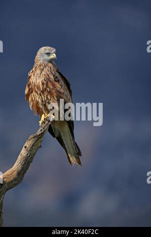 Aquilone rosso (Milvus milvus), arroccato su un albero morto, Spagna, Katalonia, Solsona Foto Stock