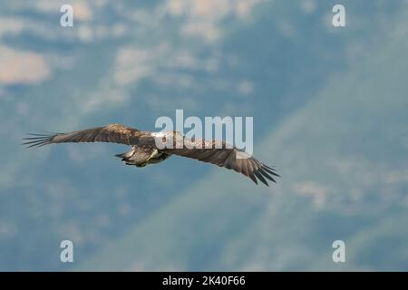 Aquila di Bonelli, Aquila di Bonelli (Hieraaetus fasciatus, Aquila fasciata), adulto in volo, Spagna, Losa del Obispo Foto Stock