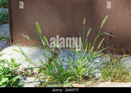 Erba in bottiglia, erba a setole verdi, coda di volpe verde (Setaria viridis), che cresce su un marciapiede, Germania Foto Stock