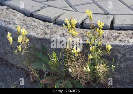 Toadflax comune, toadflax giallo, ramsted, burro e uova (Linaria vulgaris), coltivati nella ghiaia, Germania Foto Stock