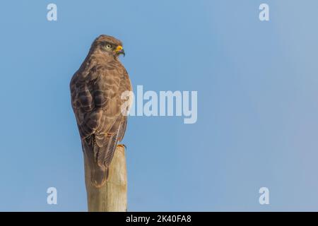 Buzzard al miele (Rutornis magnirostris), seduto su un posto, Brasile, Serra da Canastra Parco Nazionale Foto Stock